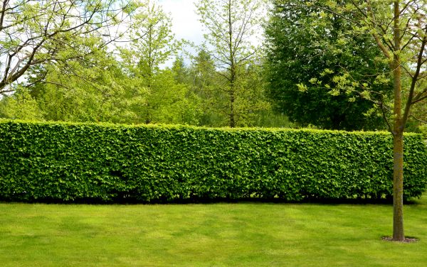 Hedge Planting in Longwood