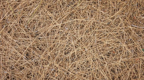 Pine Needles Delivery in Longwood