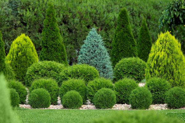 Shrub Replacement in Longwood