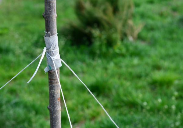 Tree Staking Service in Longwood