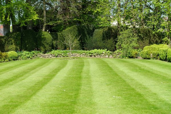 Lawn Renovation in Longwood