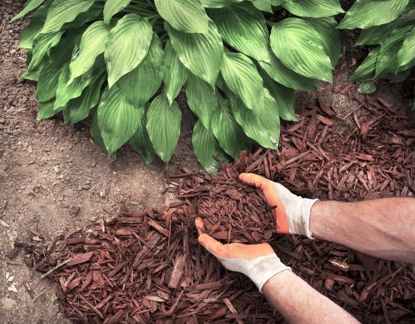 Shredded Mulch Service in Longwood