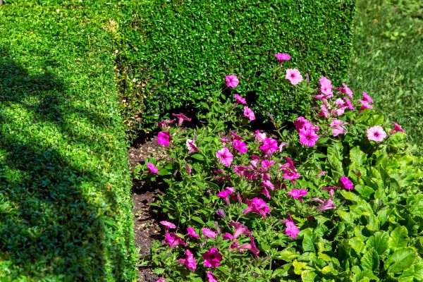 Softscaping Service in Longwood