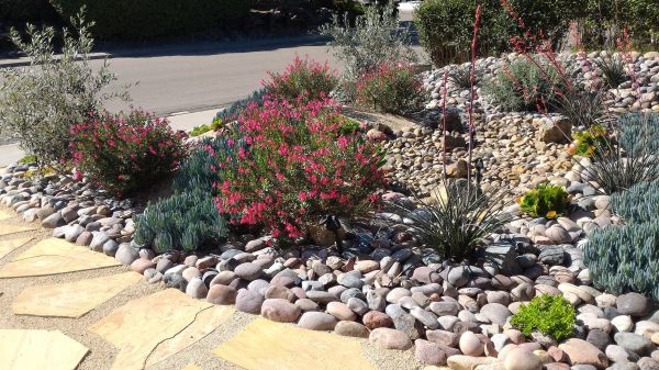Xeriscape Landscaping in Longwood