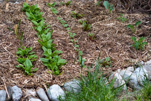 Mulch Service in Longwood