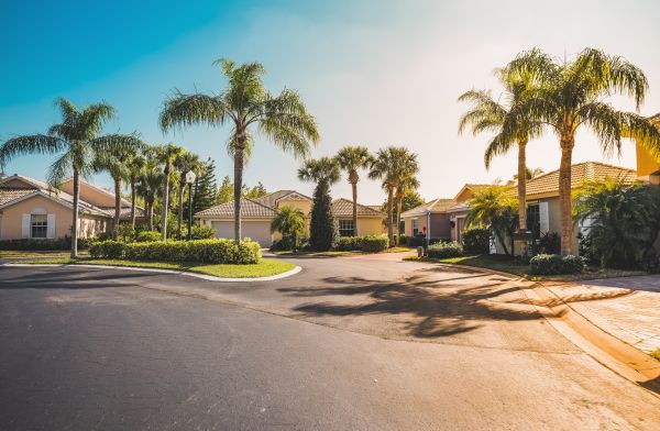 Palm Tree Landscaping in Longwood