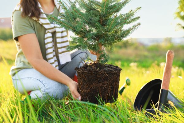 Spruce Tree Planting in Longwood