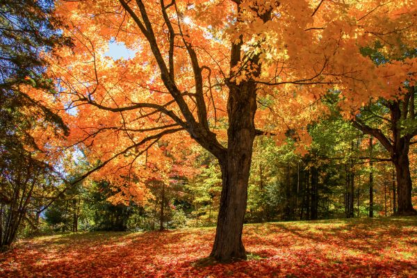 Maple Tree Planting in Longwood