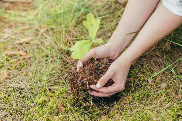Oak Tree Planting in Longwood