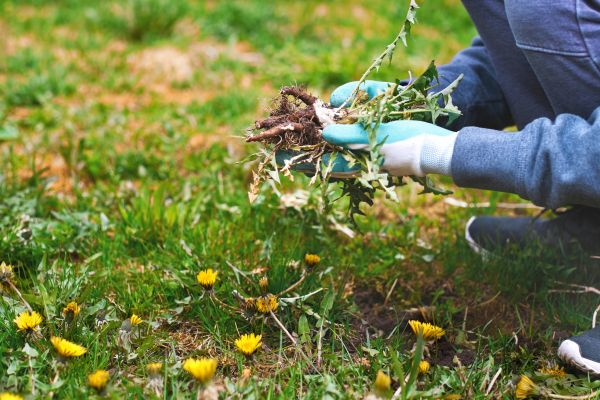 Flower Bed Clearing in Longwood