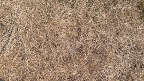 Pine Straw Replacement in Longwood