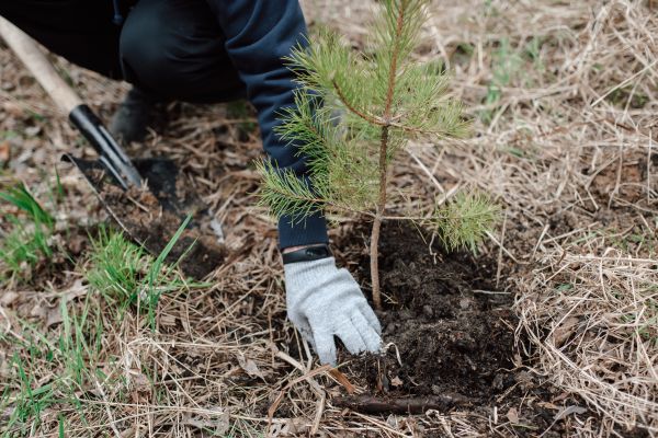 Pine Tree Planting in Longwood