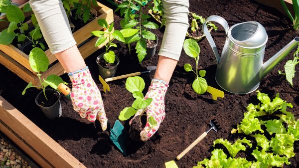 Garden Bed Installation in Longwood