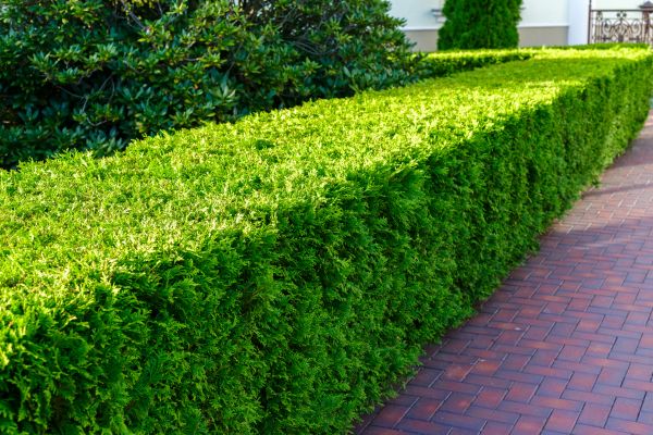 Hedge Installation in Longwood