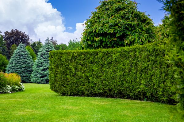 Hedge Landscaping in Longwood
