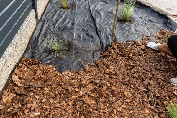 Pine Bark Spreading in Longwood
