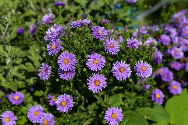 Perennial Flower Planting in Longwood