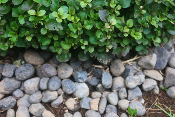 River Stone Installation in Longwood