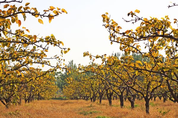 Pear Tree Planting in Longwood