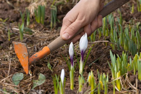 Flower Garden Weeding in Longwood