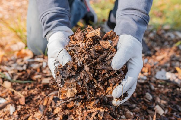 Shredded Mulch Installation in Longwood