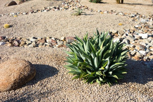 Xeriscaping Service in Longwood