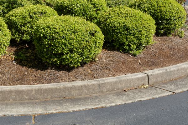 Pine Mulch Installation in Longwood