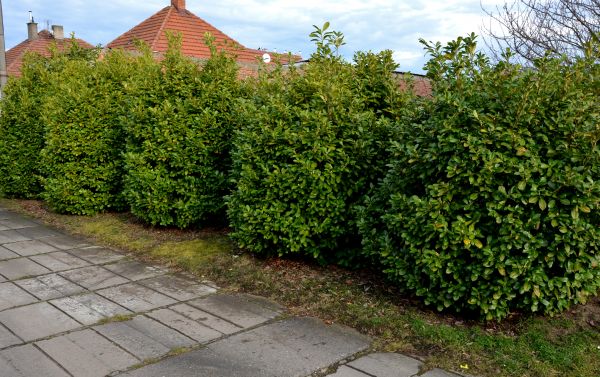 Privacy Shrub Installation in Longwood