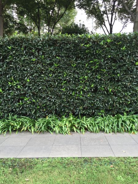 Privacy Shrub Planting in Longwood
