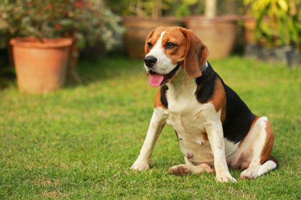 Dog Friendly Landscaping in Longwood