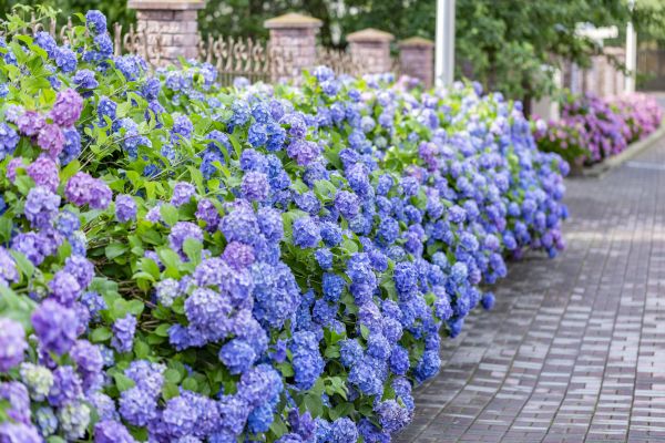 Hydrangea Landscaping in Longwood