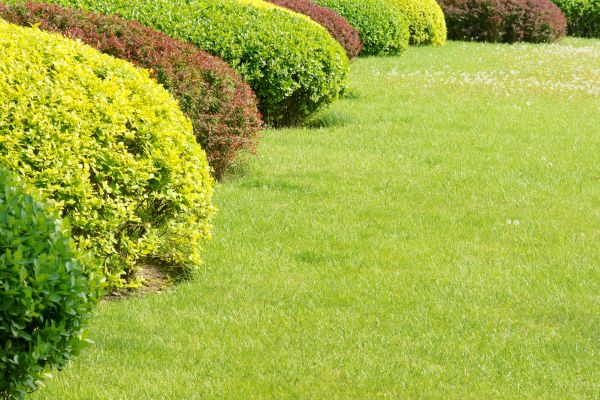 Shrubbery Planting in Longwood