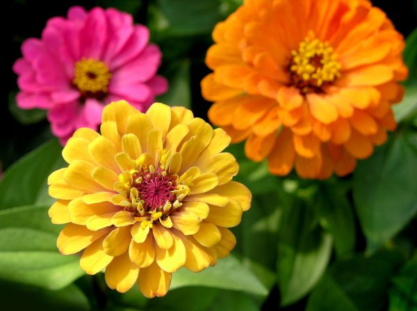 Zinnia Planting in Longwood