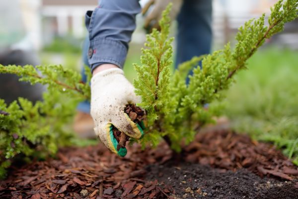 Church Mulching in Longwood