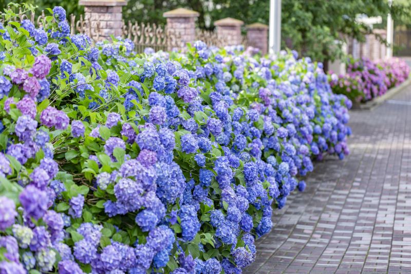 Hydrangea Planting